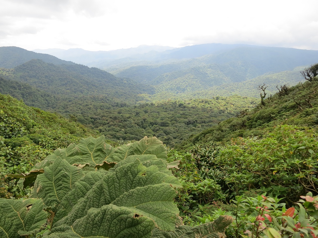 Kosta Rika, Monteverde, Džiunglės, Nemokamos Nuotraukos,  Nemokama Licenzija