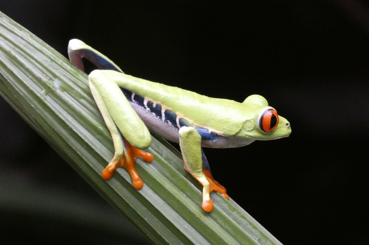 Costa Rica,  Varlė,  Pobūdį,  Gyvūnai, Nemokamos Nuotraukos,  Nemokama Licenzija