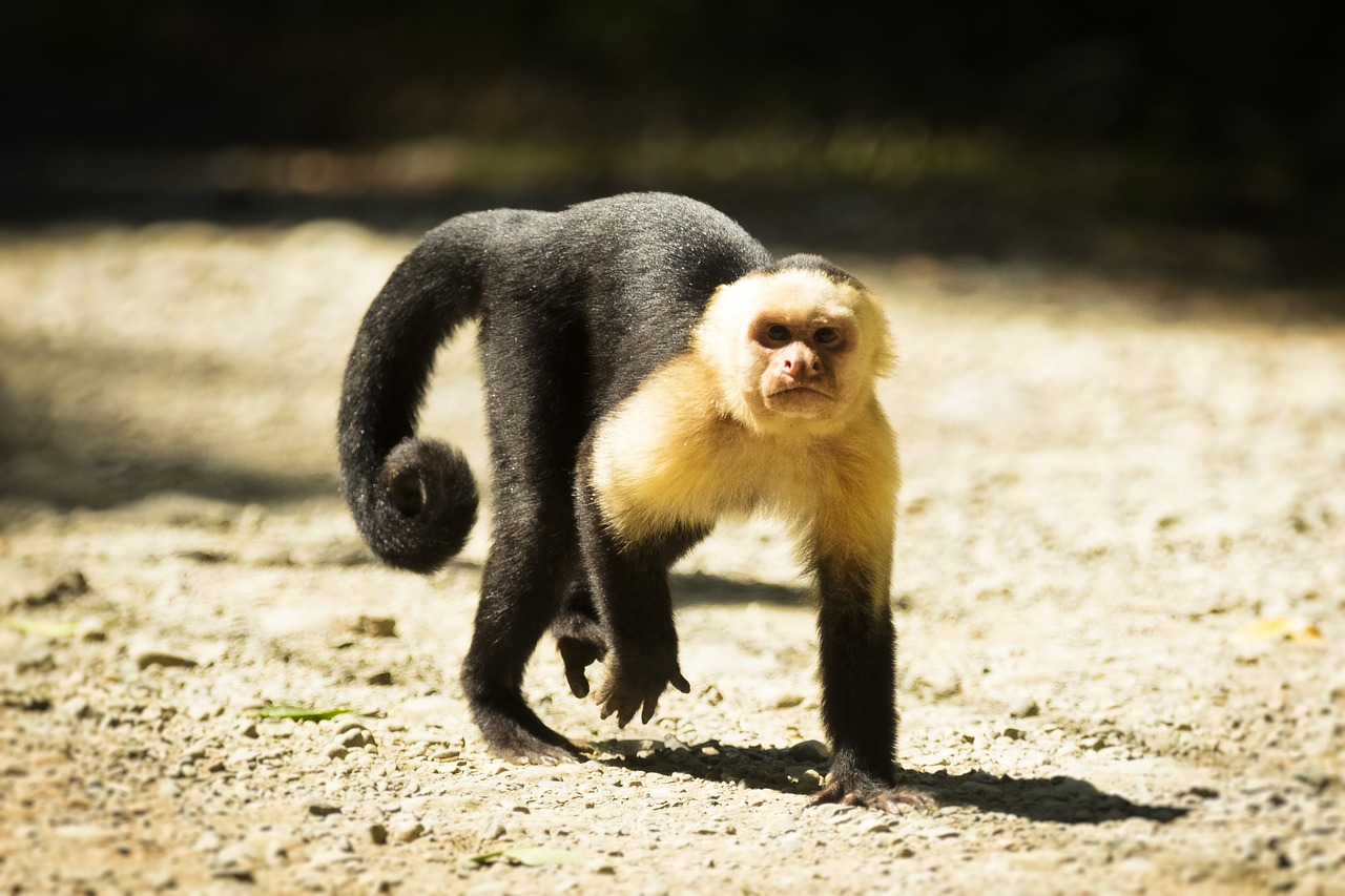 Costa Rica,  Beždžionė,  Laukinis, Nemokamos Nuotraukos,  Nemokama Licenzija
