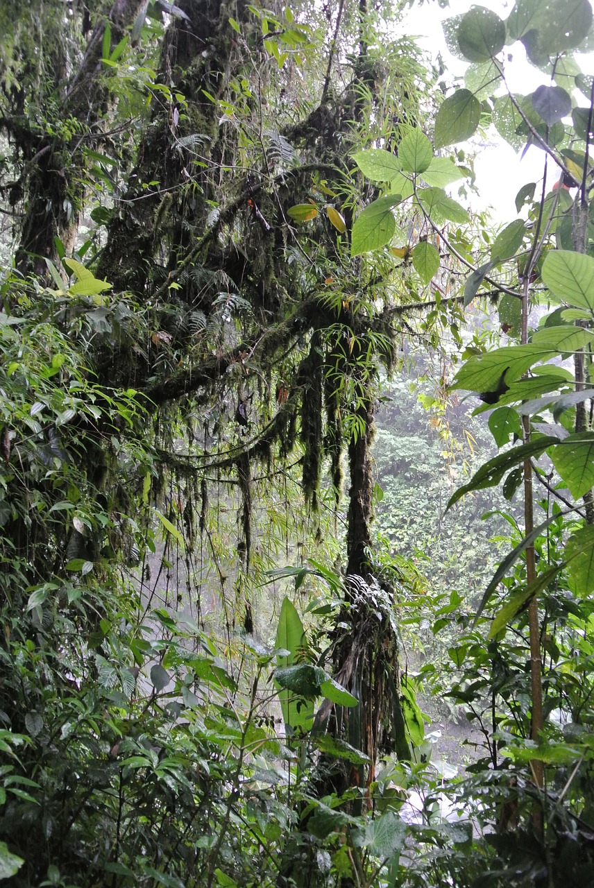 Kosta Rika, Atogrąžų Miškai, Augmenija, Nemokamos Nuotraukos,  Nemokama Licenzija