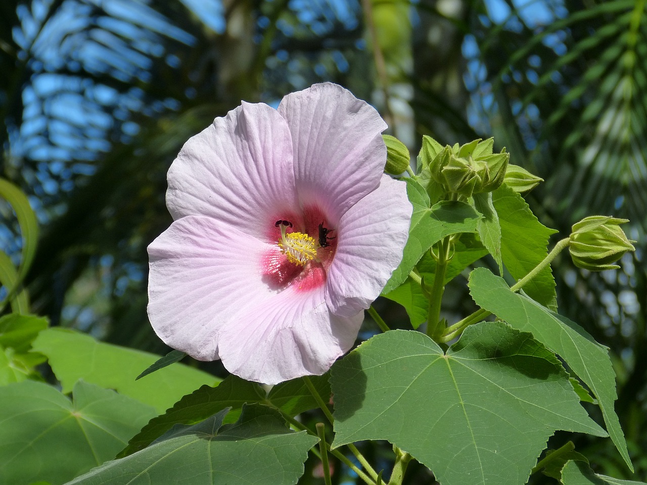 Kosta Rika, Centrinė Amerika, Atogrąžų, Pietų Amerika, Tropikai, Hibiscus, Gamta, Flora, Rožinis, Žiedas