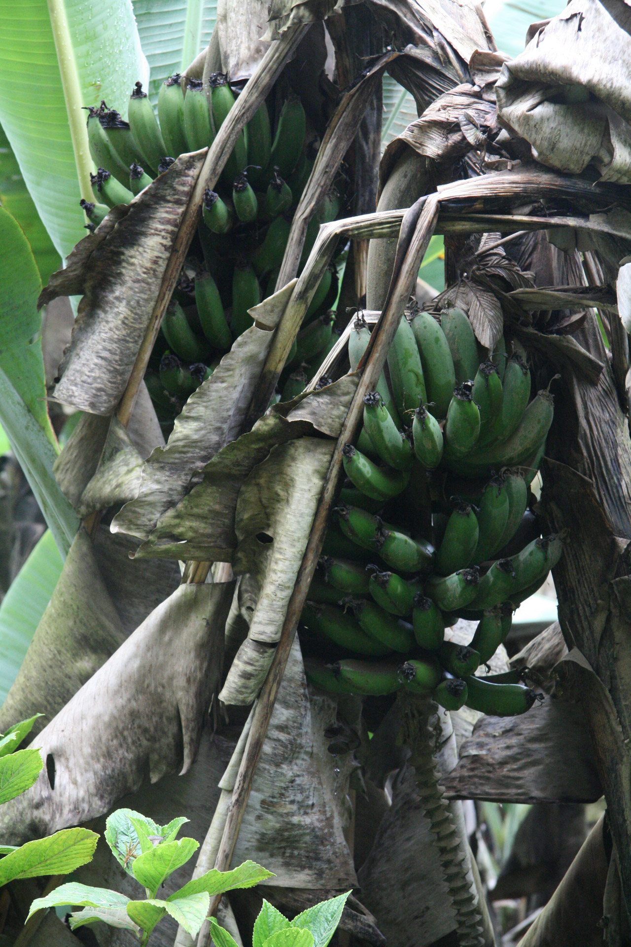 Costa & Nbsp,  Rica,  Laukiniai,  Bananai,  Vaisiai,  Kosta Rika Laukiniai Bananai, Nemokamos Nuotraukos,  Nemokama Licenzija