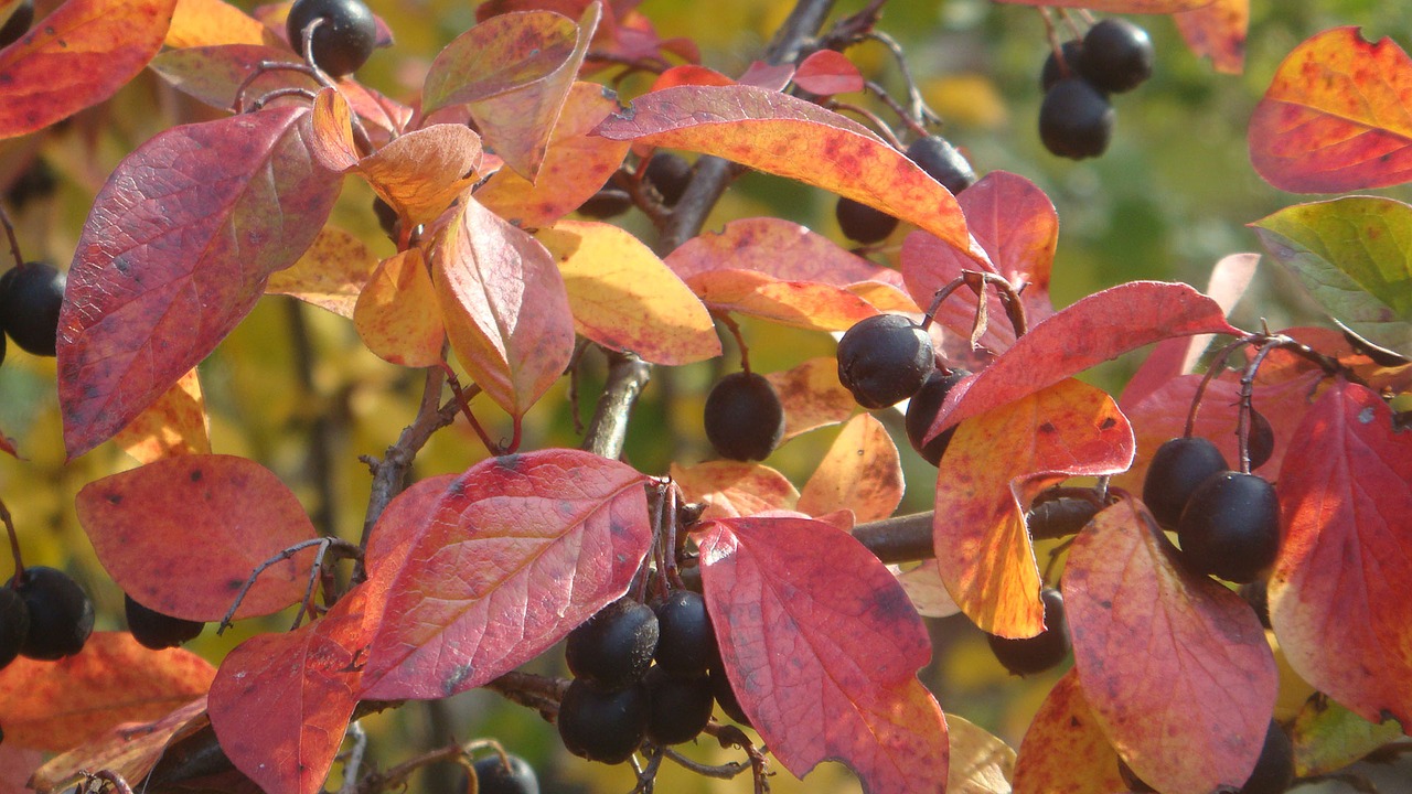 Kumelėlis, Sodas, Sodininkystė, Krūmas, Ruduo, Flora, Rudens Lapija, Dekoratyvinis Krūmas, Dacha, Violetinė