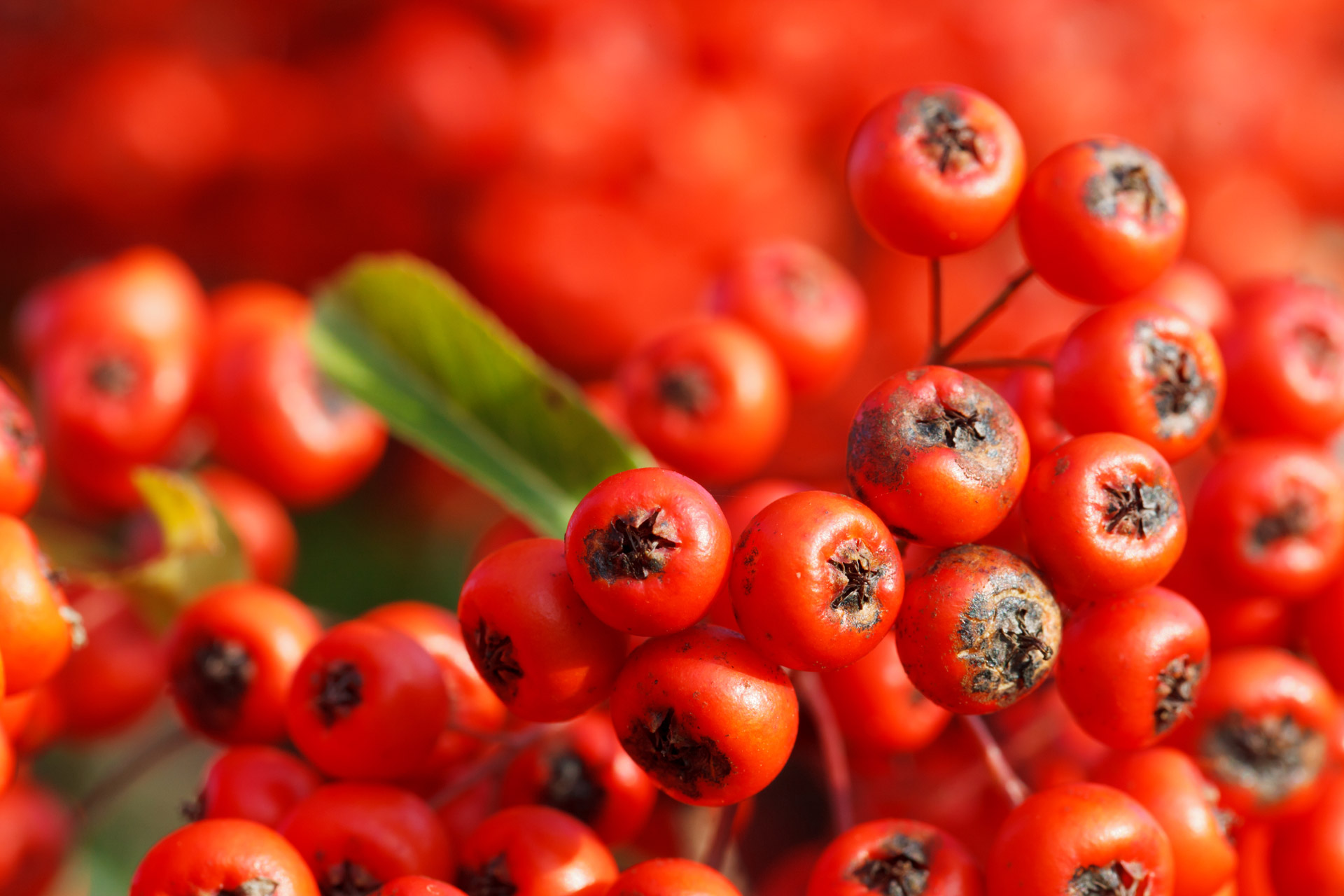 Uogos,  Uogos,  Krūva,  Žalias,  Kumelėlis,  Makro,  Sodas,  Augalas,  Raudona,  Cotoneaster