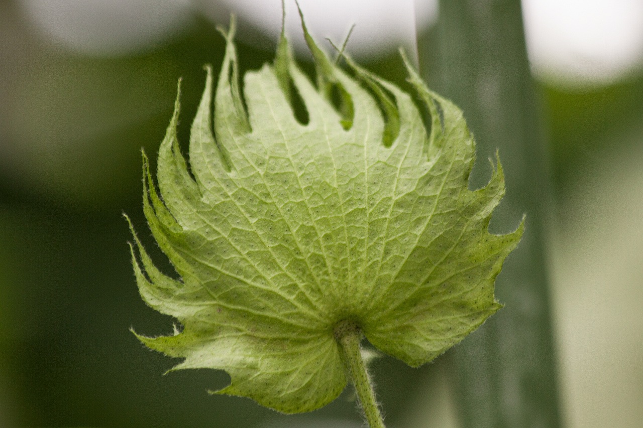 Medvilnės Augalas, Gossypium, Medvilnė, Vaisiai, Gentis, Mallow, Malvaceae, Tropikai, Subtropics, Pasėlių