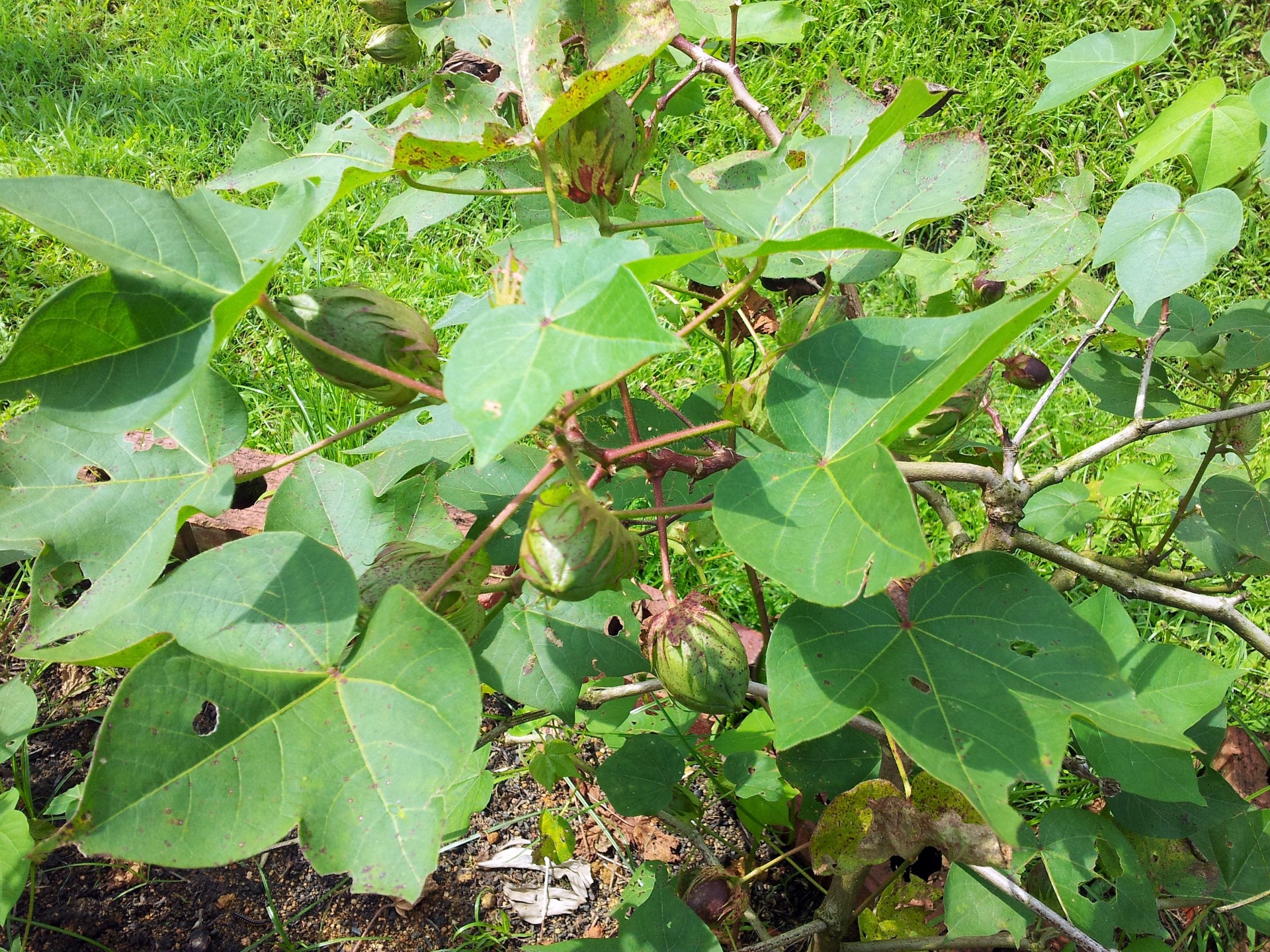 Medvilnė,  Augalas,  Pumpurai,  Medvilnės Augalas Su Pumpurais, Nemokamos Nuotraukos,  Nemokama Licenzija