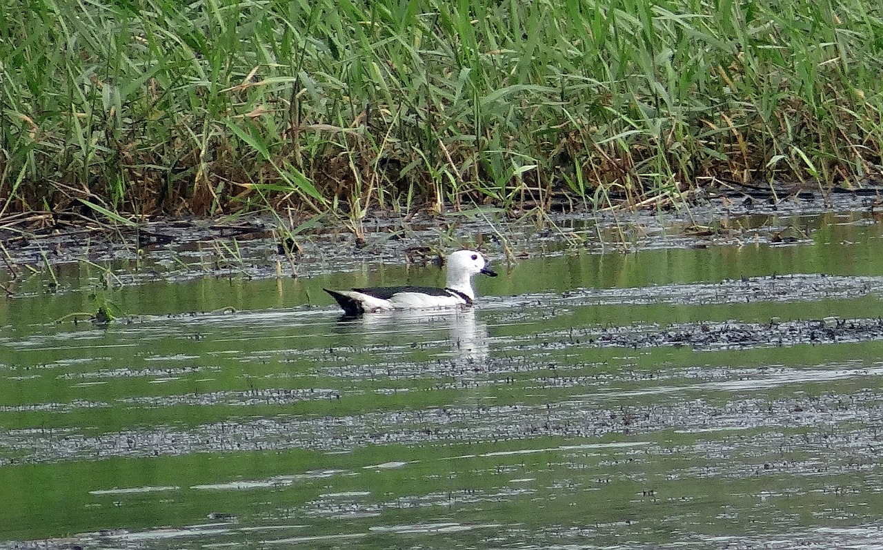 Medvilnė Pygmy Žąsis, Medvilnės Teal, Nettapus Coromandelianus, Antis, Perinti Antis, Paukštis, Karnataka, Indija, Nemokamos Nuotraukos,  Nemokama Licenzija