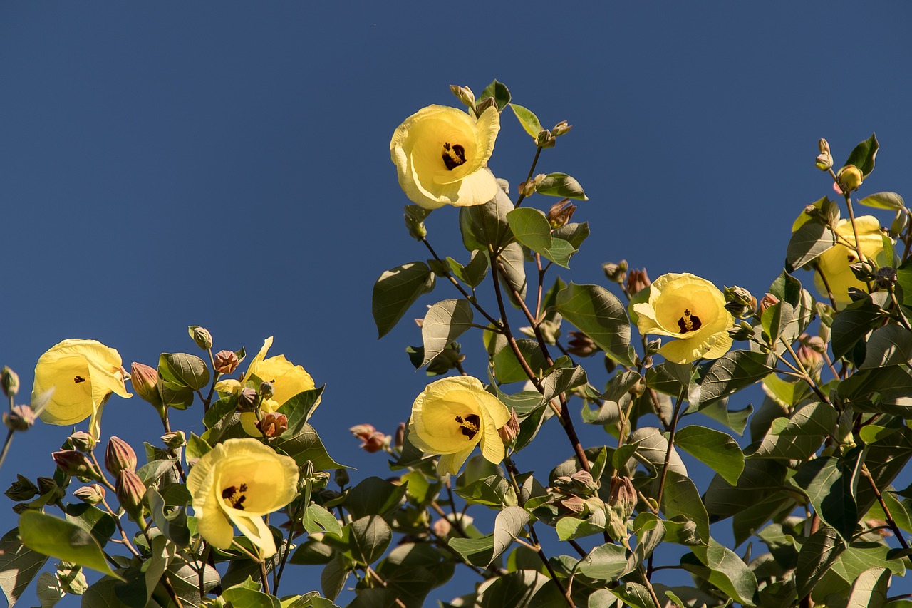 Medvilnės Medis, Hibiscus Tiliaceus, Gėlės, Geltona, Medis, Queensland, Australia, Subtropinis, Mėlynas Dangus, Žiedas