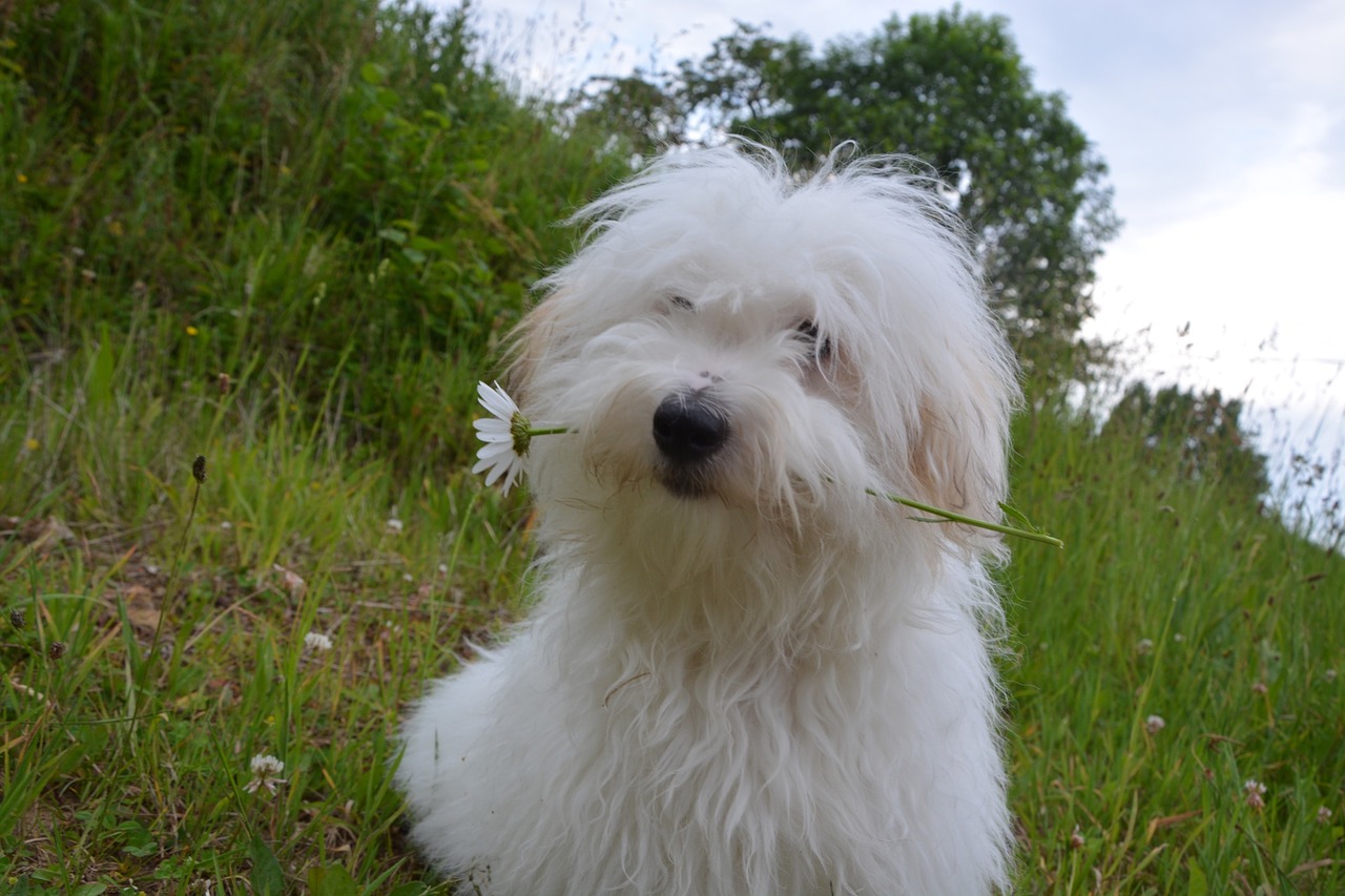 Kotona Tulear, Šuo, Naminis Gyvūnas, Baltas Kailis, Mažas Šuo, Mielas, Jaunas, Kailis, Balta, Nemokamos Nuotraukos