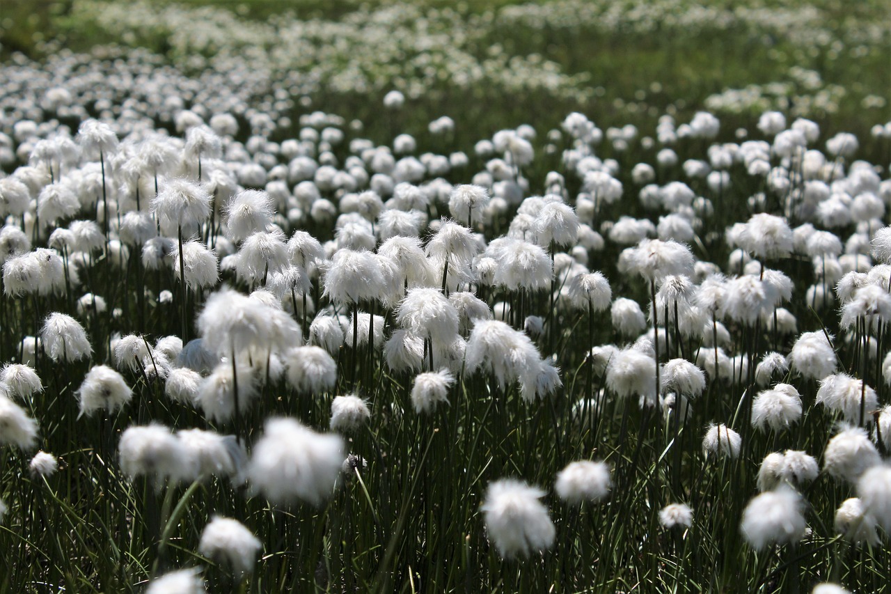 Cottongrass,  Kalnai,  Pobūdį,  Greina Lygio Gr, Nemokamos Nuotraukos,  Nemokama Licenzija