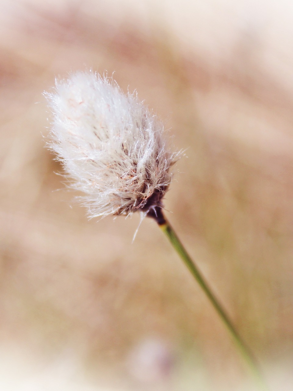 Cottongrass, Augalas, Purus, Kiauras, Balta, Gamta, Žiedas, Žydėti, Minkštas, Uždaryti