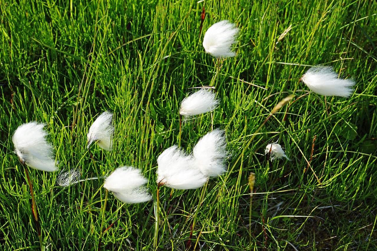 Cottongrass, Iceland, Vilnonis, Balta, Žolė, Nemokamos Nuotraukos,  Nemokama Licenzija