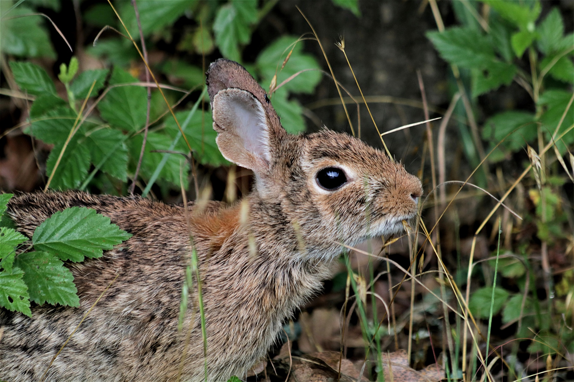 Gamta,  Laukinė Gamta,  Gyvūnai,  Triušis,  Cottontail,  Žalios Spalvos & Nbsp,  Lapai,  Gervuogių & Nbsp,  Krūmas,  Valgymas