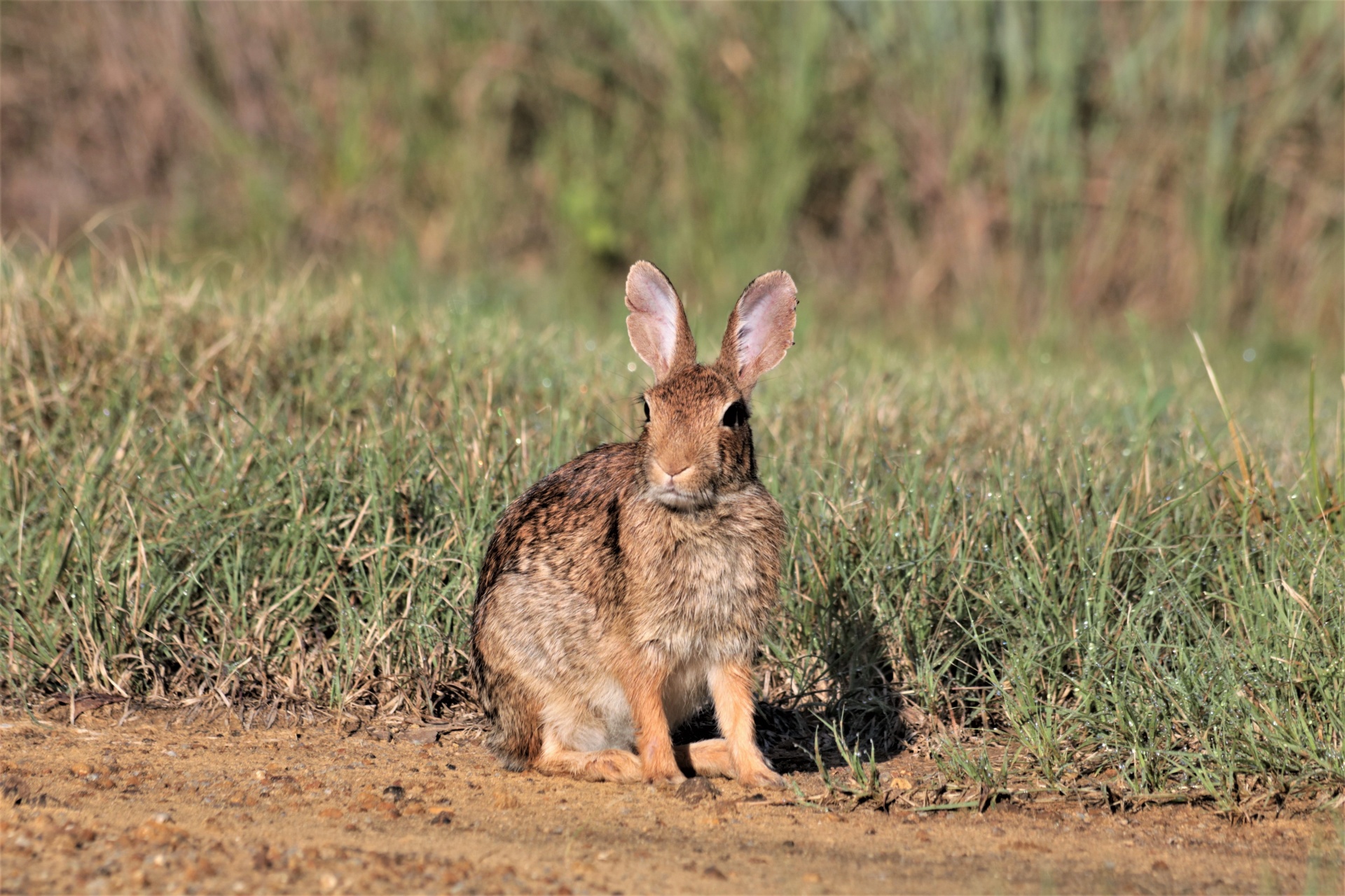 Gamta,  Laukinė Gamta,  Gyvūnai,  Triušis,  Cottontail,  Žiūrėti,  Ilgi & Nbsp,  Ausys,  Mielas,  Ruda