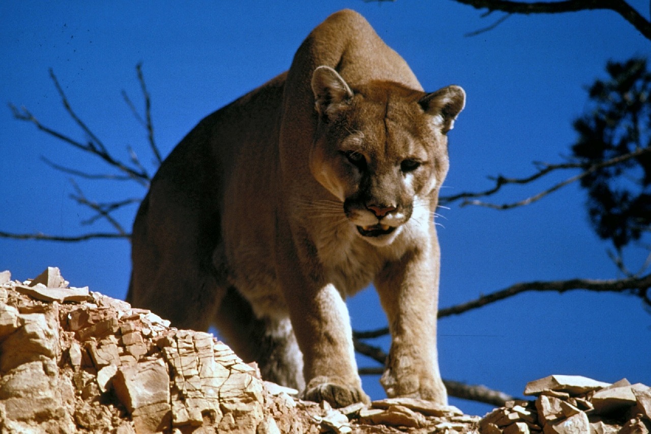 Puma, Puma, Kalnų Liūtas, Plėšrūnas, Katė, Kačių, Laukinė Gamta, Didelis, Žinduolis, Gamta