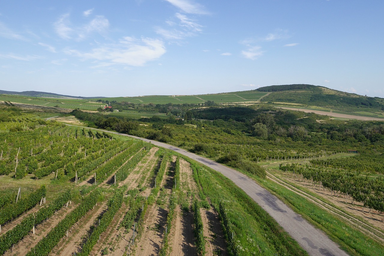 Šalis, Vynuogynas, Tokaj, Slovakija, Vynuogių Auginimas, Nemokamos Nuotraukos,  Nemokama Licenzija
