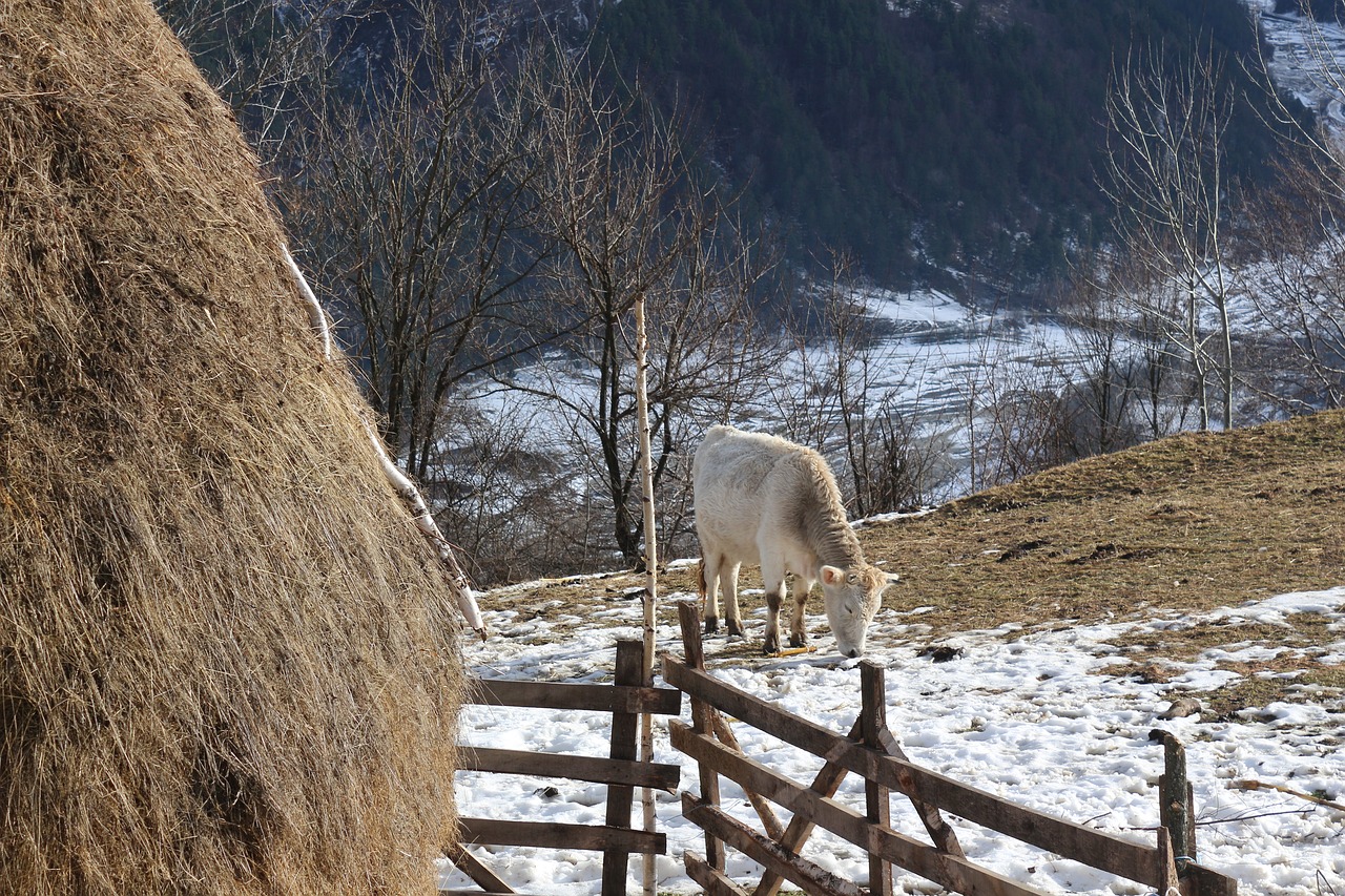 Šalis, Kaimas, Kalvos, Šienas, Kaimas, Kaimas, Namas, Kraštovaizdis, Lauke, Žiema