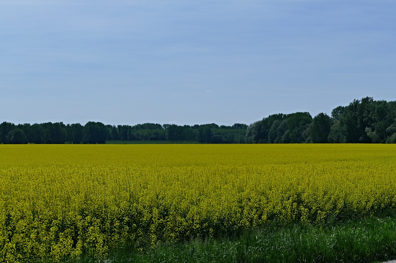 Šalis,  Pobūdį,  Laukas,  Rapsukų,  Rapsų,  Žemdirbystė,  Prekė,  Geltona,  Medžiai,  Dangus