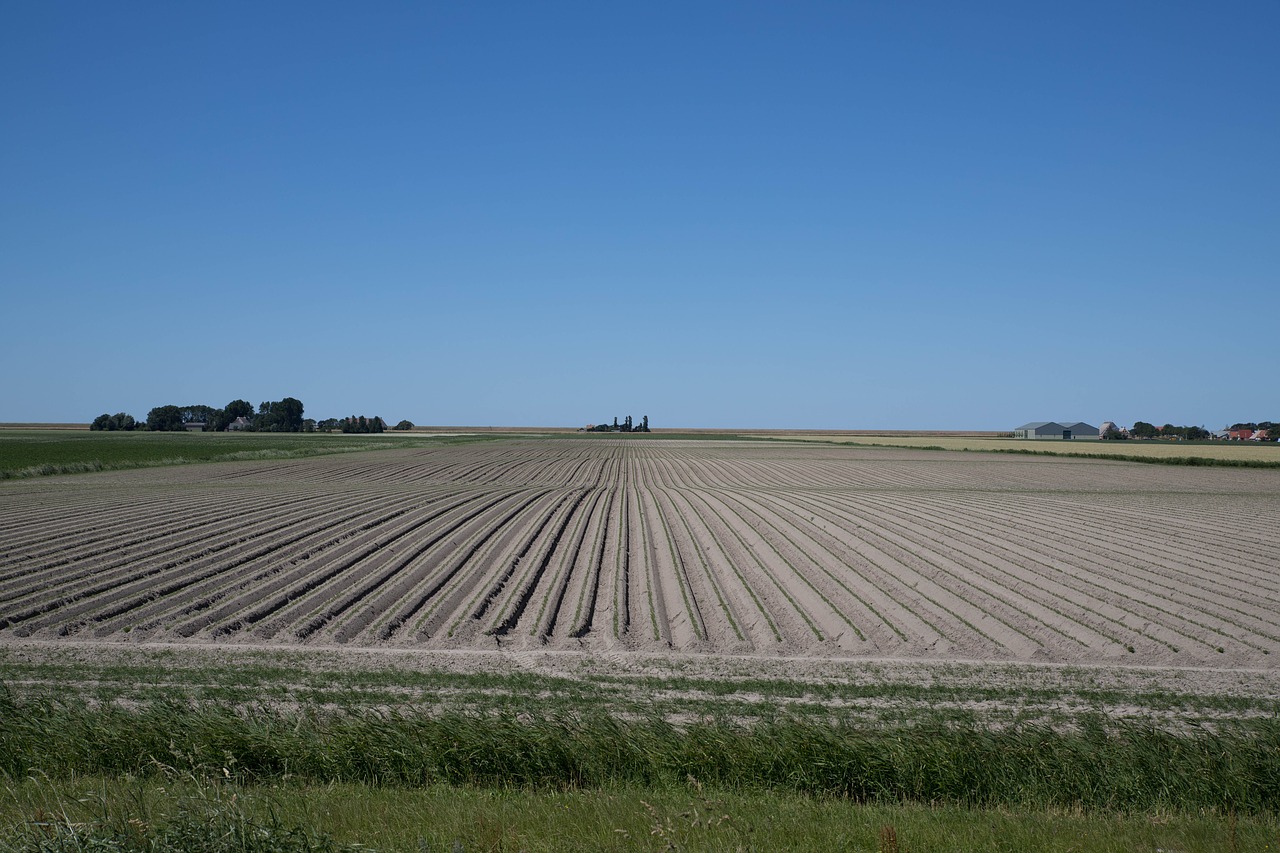 Šalis,  Laukas,  Auginimas,  Maisto,  Daržovių,  Žemės Ūkio,  Augalų,  Pasėlių,  Auga,  Gamyba