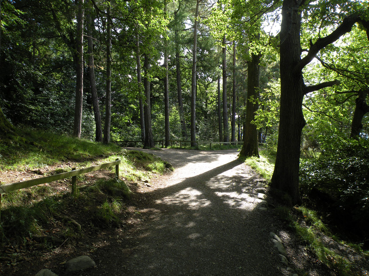 Šalis,  Kelias,  Miškai,  Vaikščioti,  Šalies Kelias, Nemokamos Nuotraukos,  Nemokama Licenzija