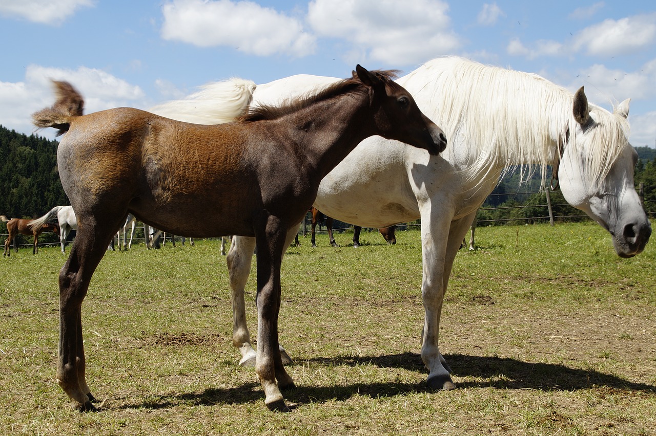 Šalies Stud, Stud, Kalyklos Bandas, Flock, Mare, Arabai, Arabų Veislė, Arklys, Grynas Arabiškas, Ganykla