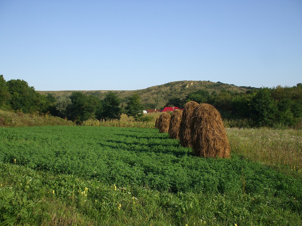 Kaimas, Kaimas, Haystacks, Nemokamos Nuotraukos,  Nemokama Licenzija