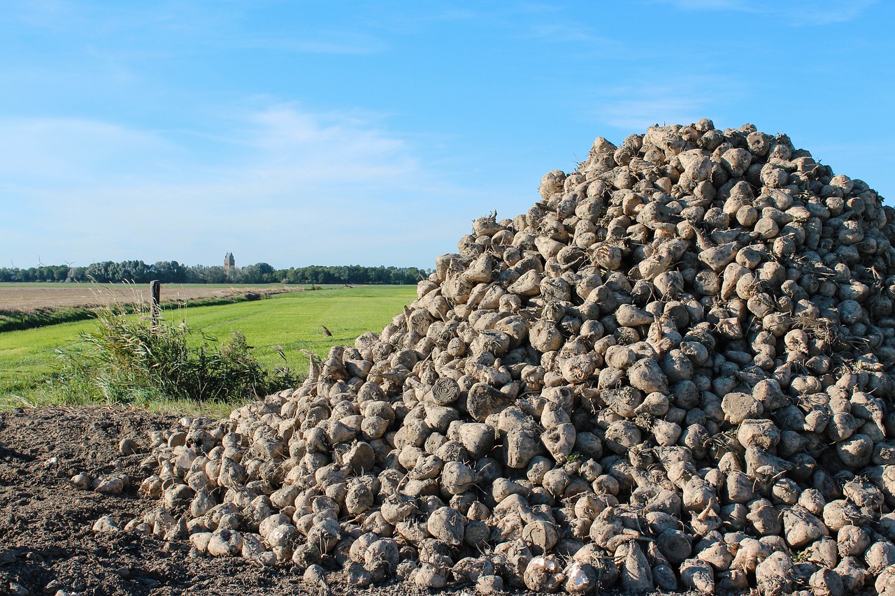 Kaimo,  Fryzija,  Fryslan,  Cukriniai Runkeliai,  Žolė,  Kraštovaizdis,  Pobūdį,  Cukrinių Runkelių,  Ūkininkai,  Žemės Ūkio