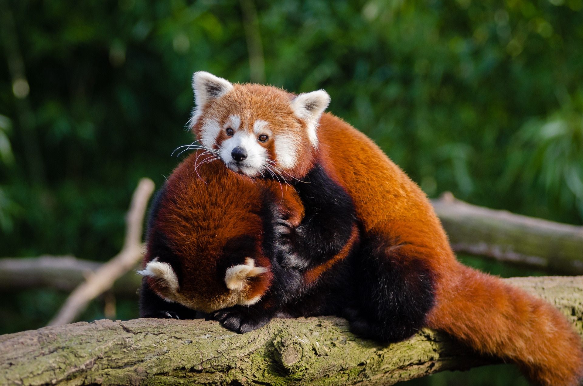 Mažai,  Panda,  Žavinga,  Mielas,  Gyvūnas,  Įdomu,  Žinduolis,  Gaisrinė Lapė,  Mozilla,  Neša