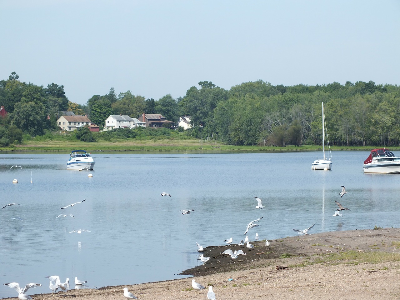 Cove, Wethersfield, Connecticut, Valtys, Kaukolės, Antis, Vanduo, Dangus, Krantas, Namai