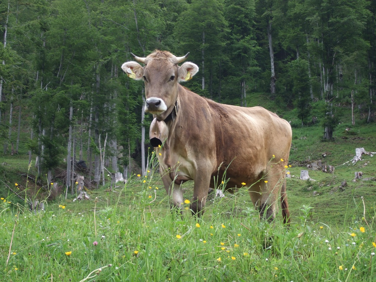 Karvė, Allgäu, Alp, Nemokamos Nuotraukos,  Nemokama Licenzija