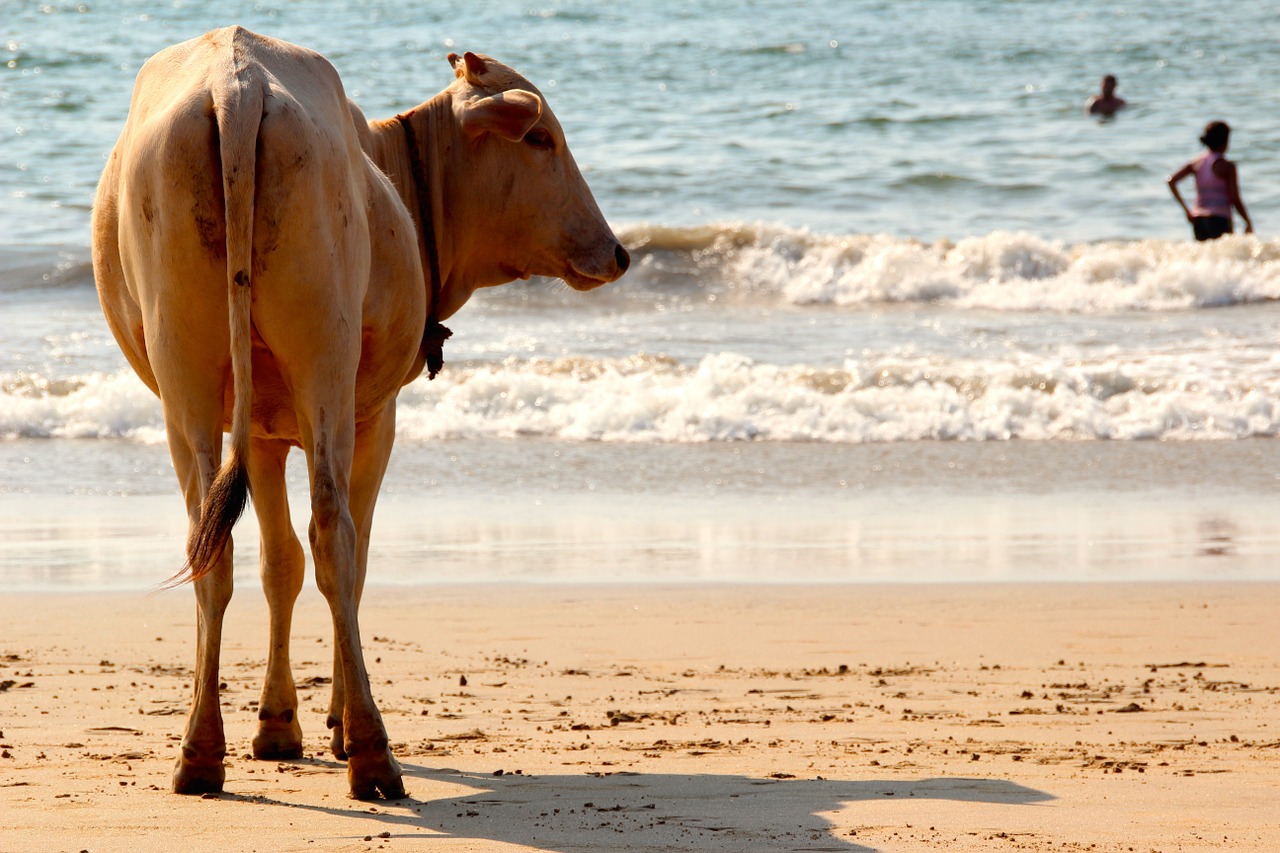 Karvė, Papludimys, Goa, Indija, Karvės, Vanduo, Jūra, Nemokamos Nuotraukos,  Nemokama Licenzija