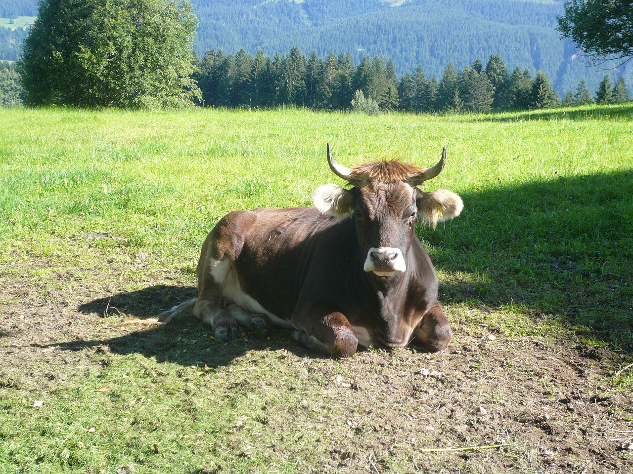 Karvė, Tirol, Gyvūnas, Nemokamos Nuotraukos,  Nemokama Licenzija
