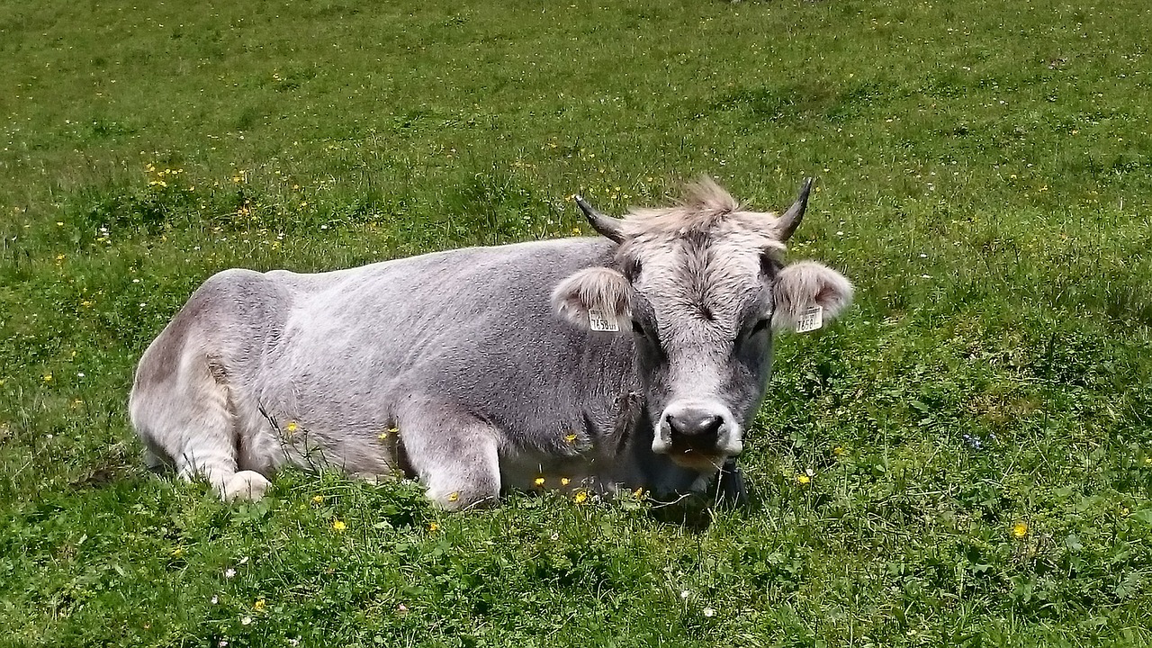 Karvė, Alpių, Ganykla, Karvės, Šveicarija, Kalnai, Alpių Ganyklos, Alm, Pieva, Austria