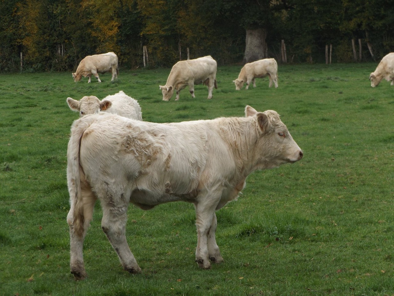 Karvė, Bandas, Galvijai, Pre, Laukas, Laukai, Ganykla, France, Žemės Ūkio, Naršyti