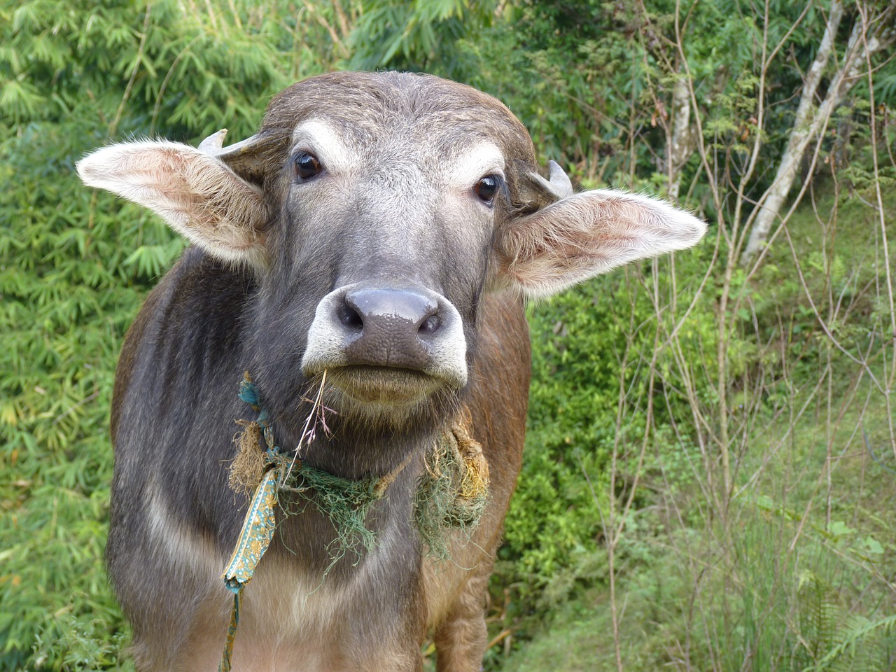Karvė, Nepalas, Laimingas, Turinys, Ryšys, Įdomu, Nemokamos Nuotraukos,  Nemokama Licenzija