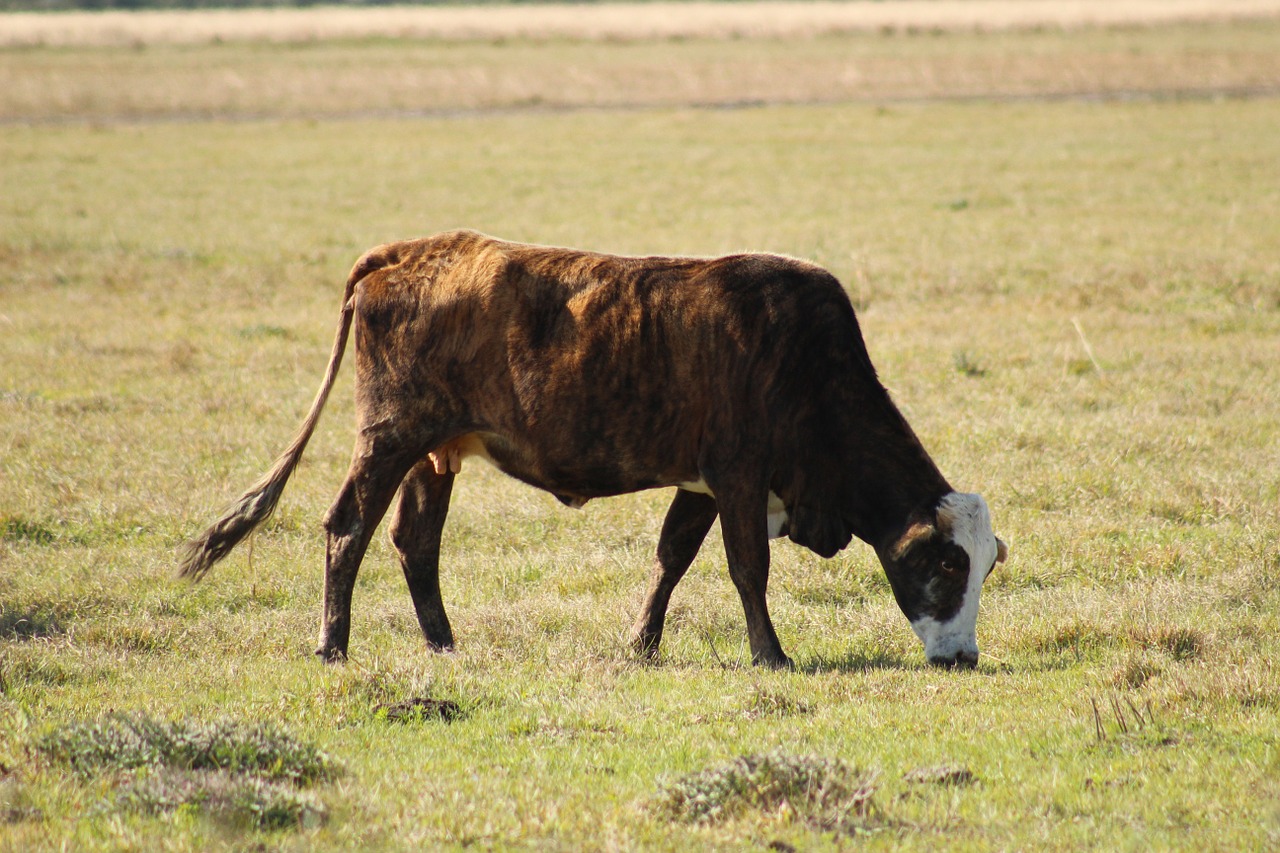 Karvė, Ūkis, Gyvūnas, Galvijai, Ūkininkavimas, Gyvuliai, Žinduolis, Ūkininkas, Ūkio Gyvūnai, Pieno