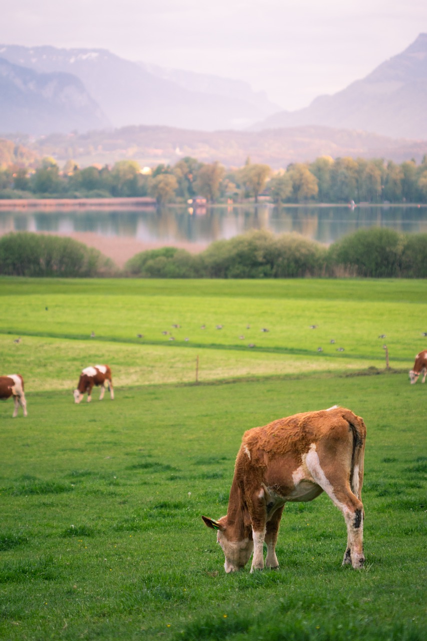 Karvė, Ežeras, Ganyti, Gamta, Abendstimmung, Karvės, Bankas, Poilsis, Bavarija, Kalnai
