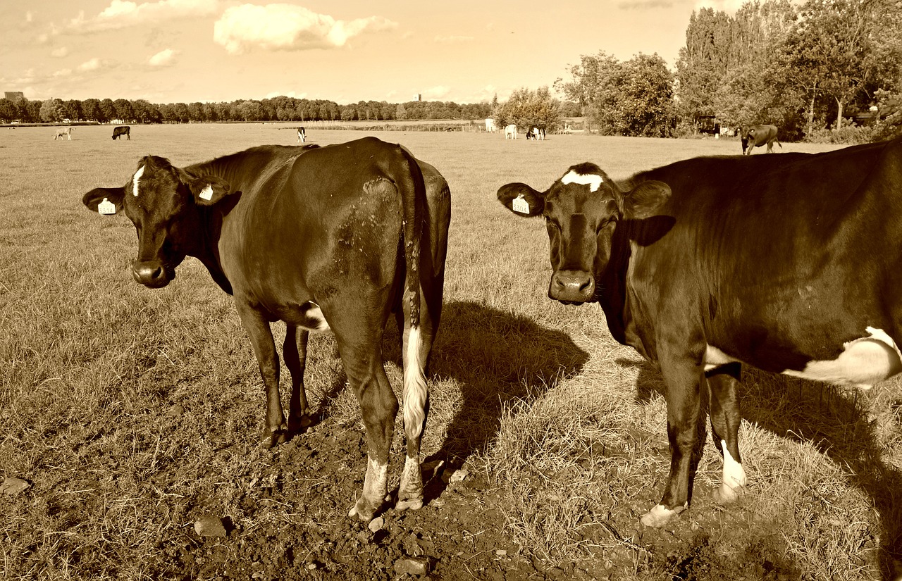 Karvė, Galvijai, Gyvuliai, Gyvūnas, Žinduolis, Pieva, Ganykla, Laukas, Ūkis, Ganymas