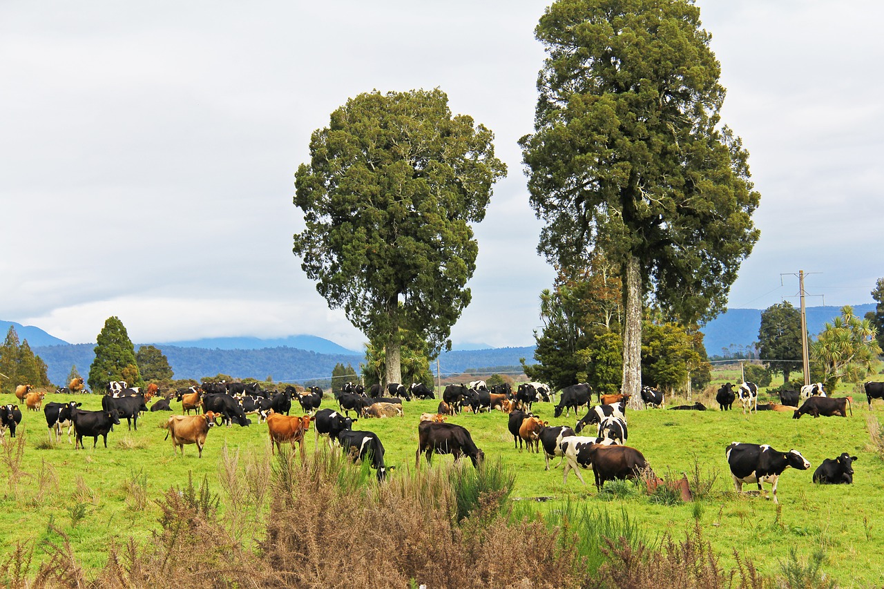 Karvė, Ūkis, Valstybinis Greitkelis 6, Gamta, Ruduo, Gražus, Peizažas, Hokitika, Naujoji Zelandija, Nemokamos Nuotraukos