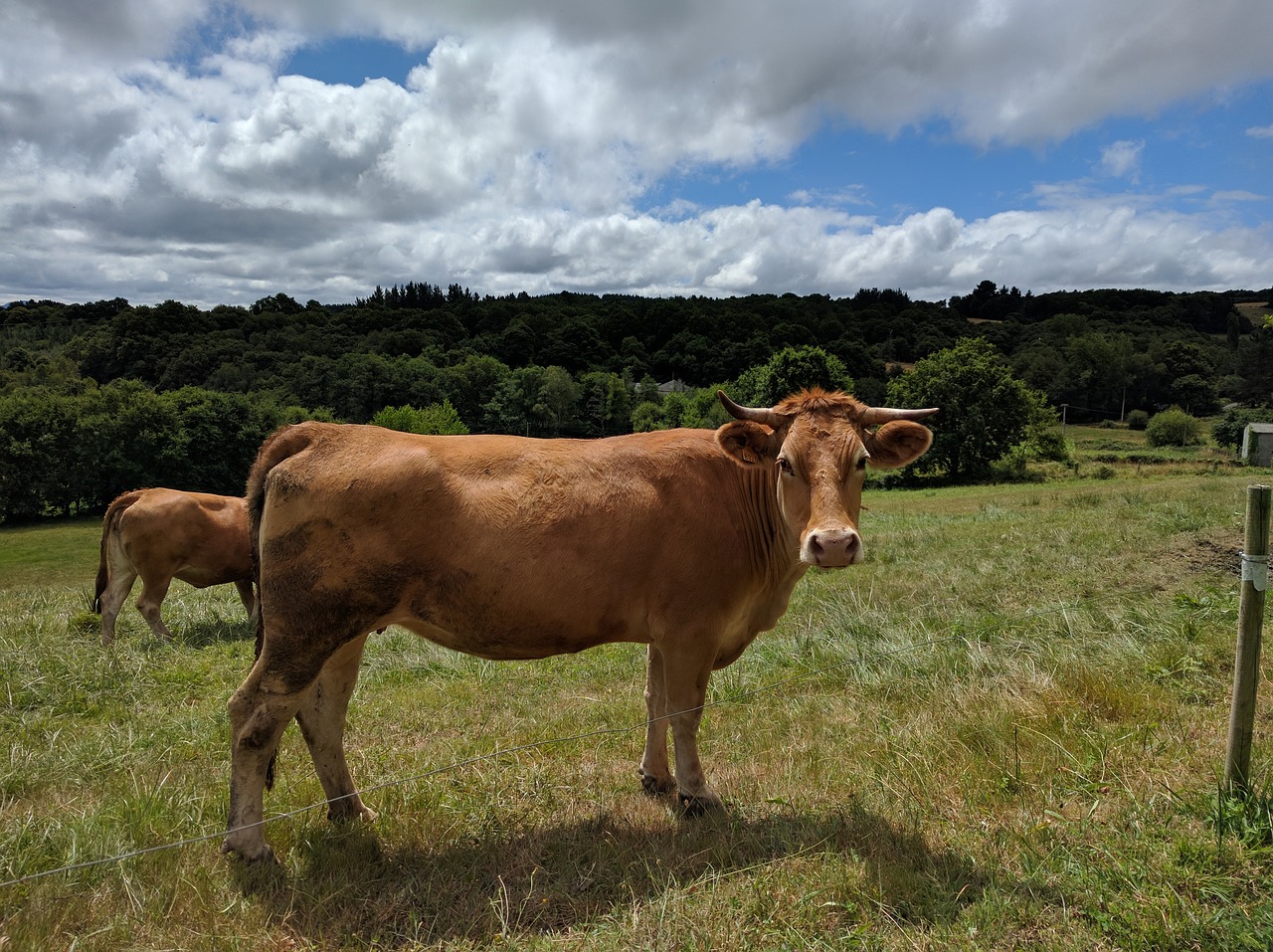 Karvė, Gyvuliai, Prado, Nemokamos Nuotraukos,  Nemokama Licenzija