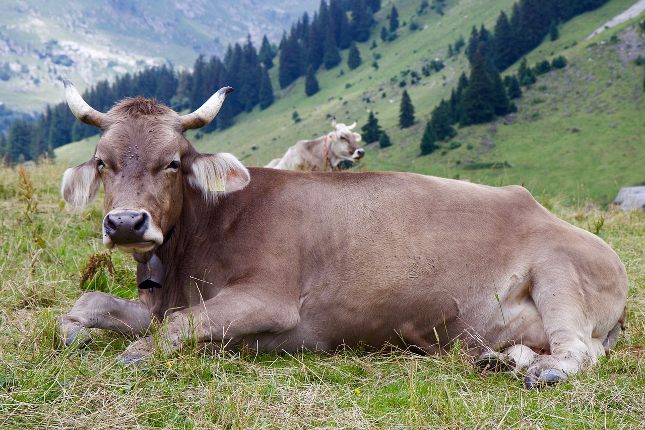 Karvė, Ragai, Alpių, Pieno Karvė, Galvijai, Rudasis Sviesas, Nemokamos Nuotraukos,  Nemokama Licenzija