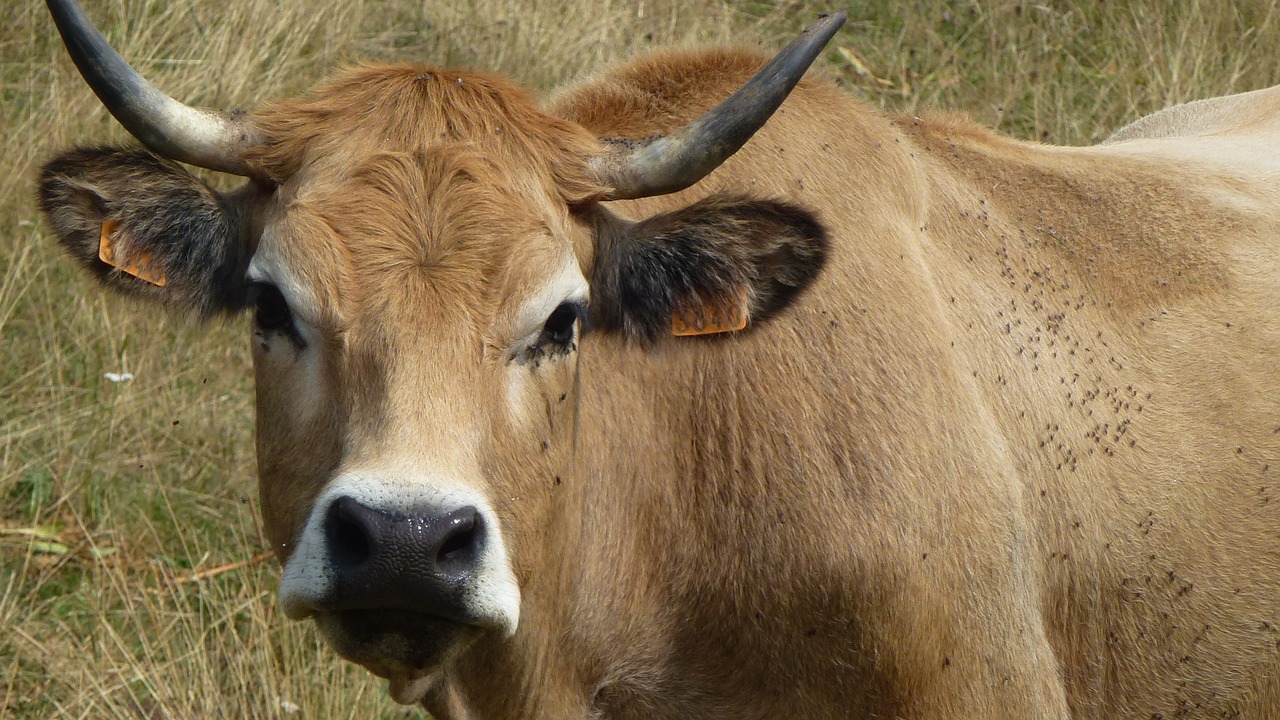 Karvė, Lenktynės, Aubrac, Gyvuliai, Ganykla, Naminis Gyvūnas, Nemokamos Nuotraukos,  Nemokama Licenzija