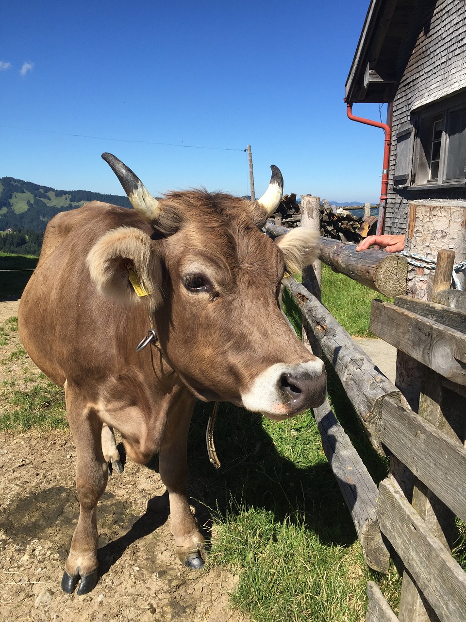 Karvė, Alpkuh, Šveicarija, Pieno Karvė, Galvijai, Jautiena, Nemokamos Nuotraukos,  Nemokama Licenzija