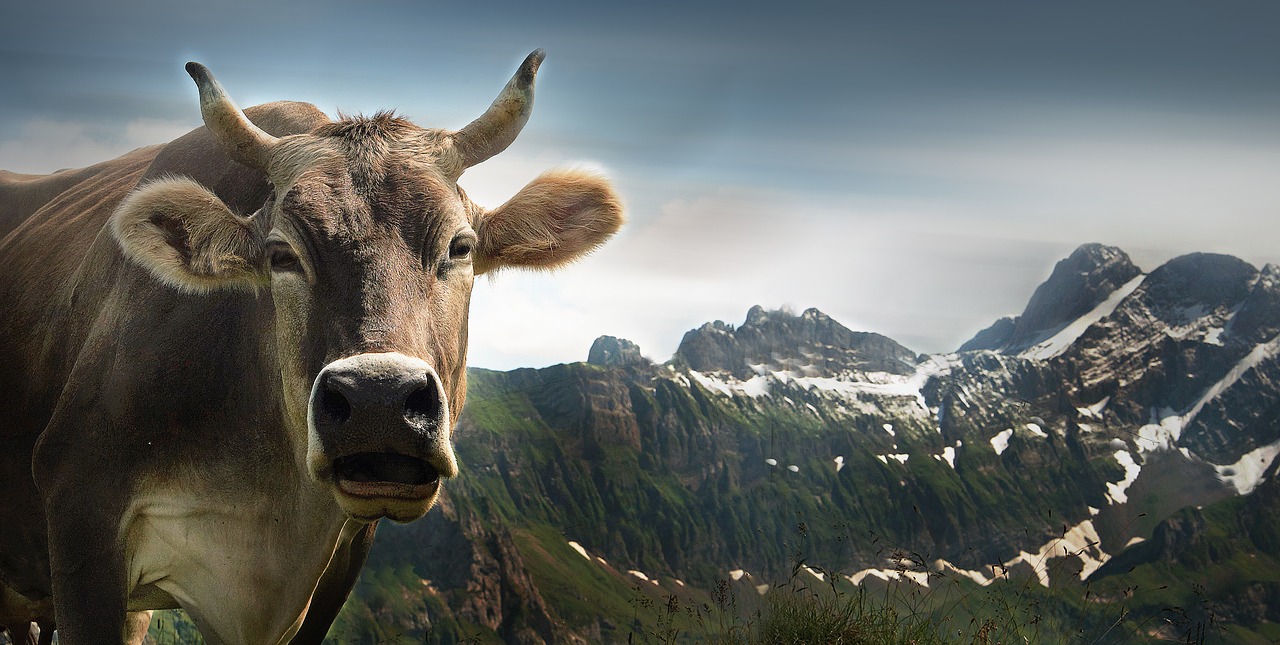 Karvė, Ebenalp, Alpių, Appenzell, Swiss Alps, Šveicarija, Vaizdas, Požiūris, Gyvūnas, Gyvuliai