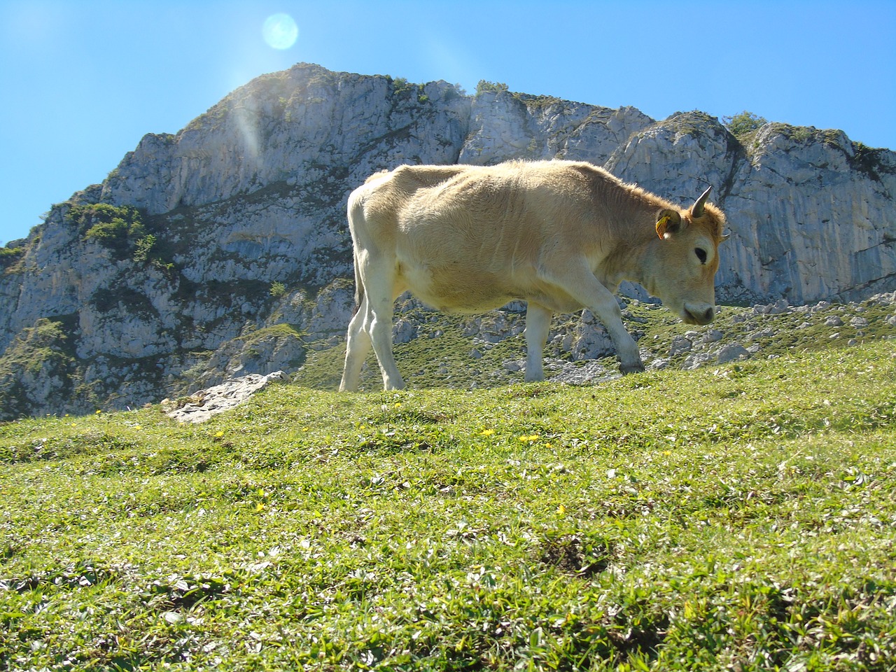 Karvė, Asturias, Covadonga Ežerai, Picos De Europa, Gamta, Kalnas, Gyvuliai, Nemokamos Nuotraukos,  Nemokama Licenzija