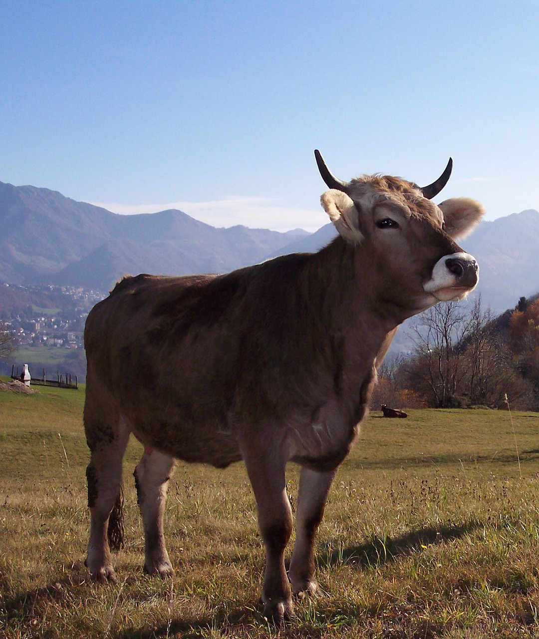 Karvė, Kalnas, Prato, Kraštovaizdis, Statula, Nemokamos Nuotraukos,  Nemokama Licenzija