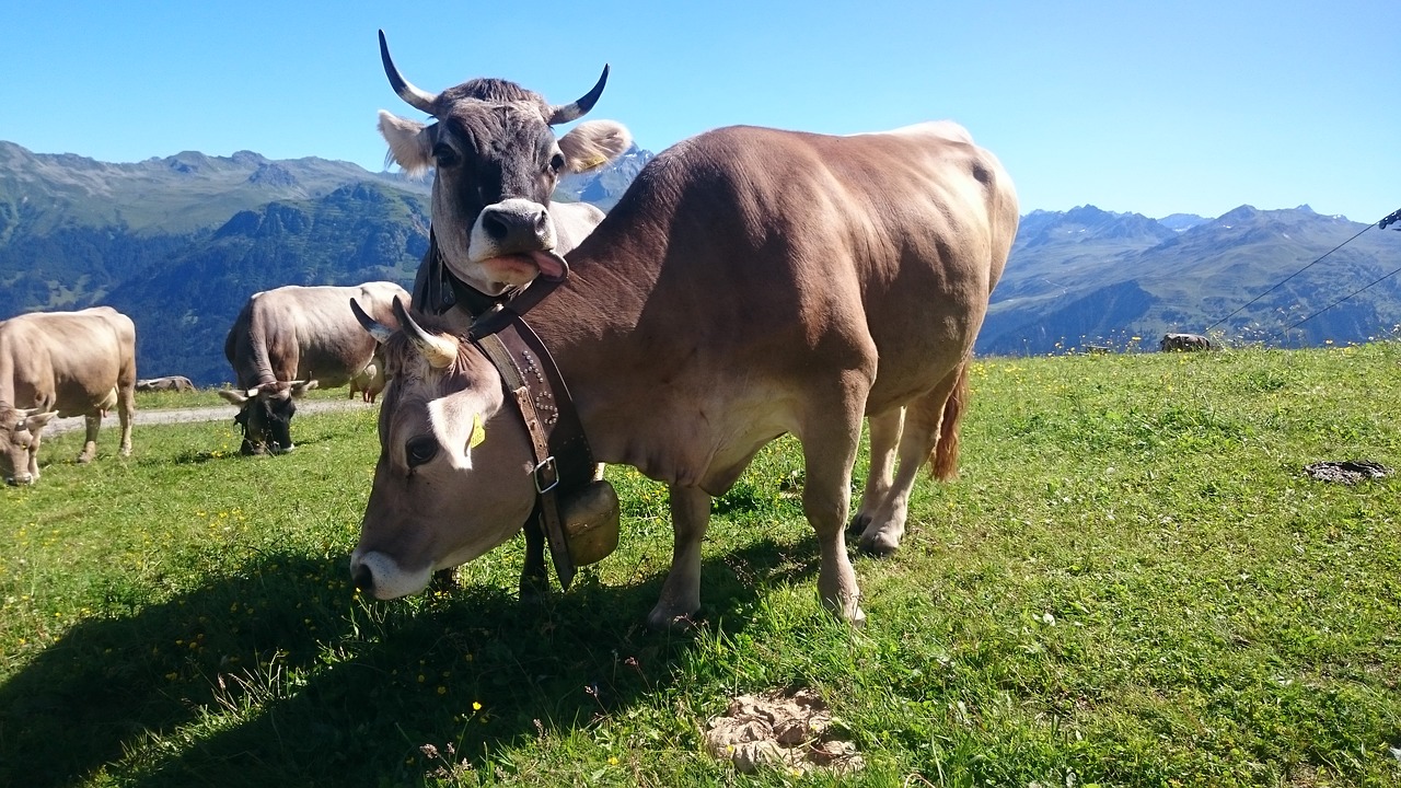 Karvė, Kalnas, Peizažas, Žolė, Žinduolis, Ūkis, Ganymas, Laukas, Alpės, Austria