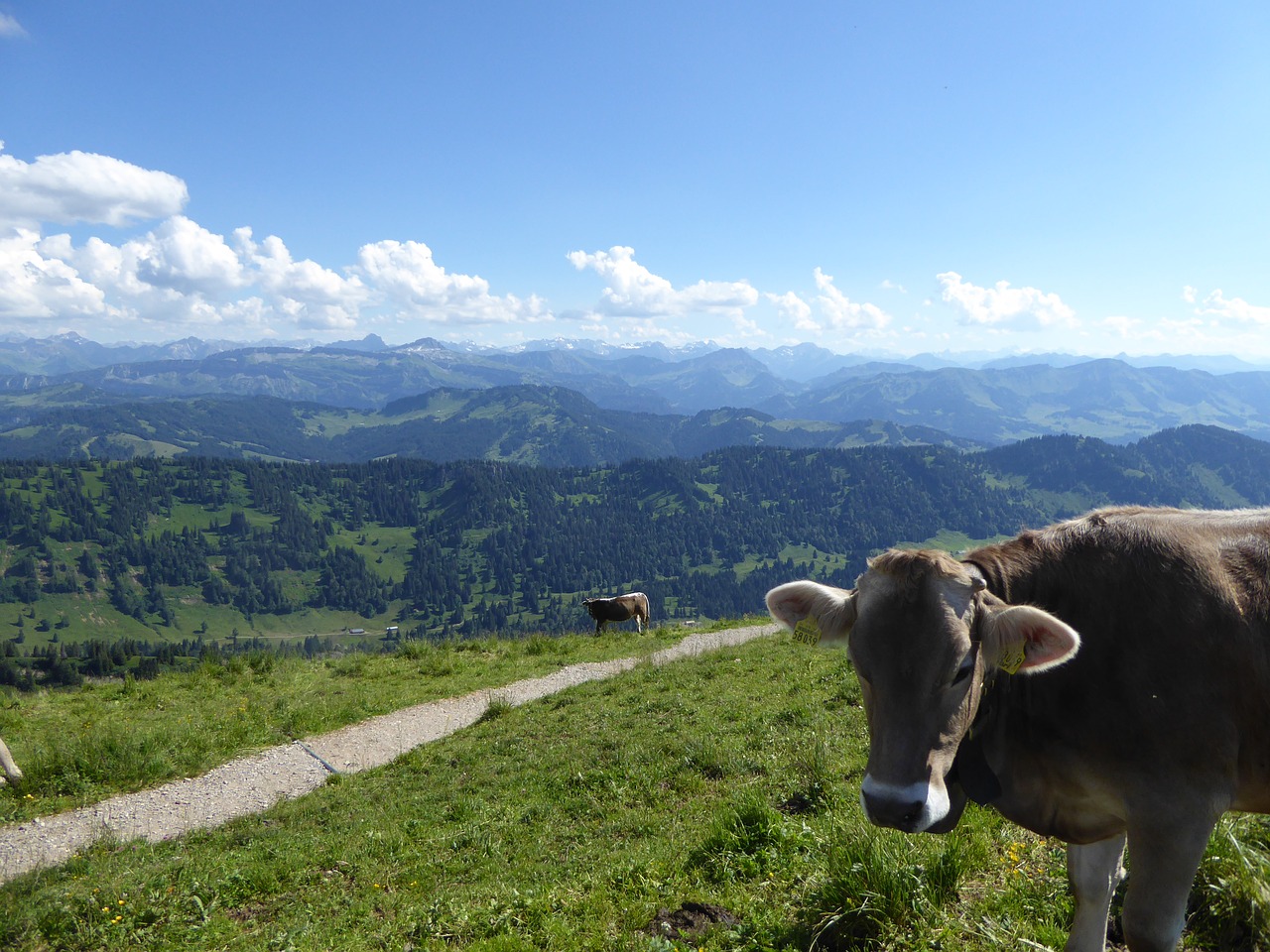 Karvė, Kalnai, Allgäu, Kalninė Karvė, Alpių, Takas, Žygiai, Vaizdas, Kraštovaizdis, Nemokamos Nuotraukos