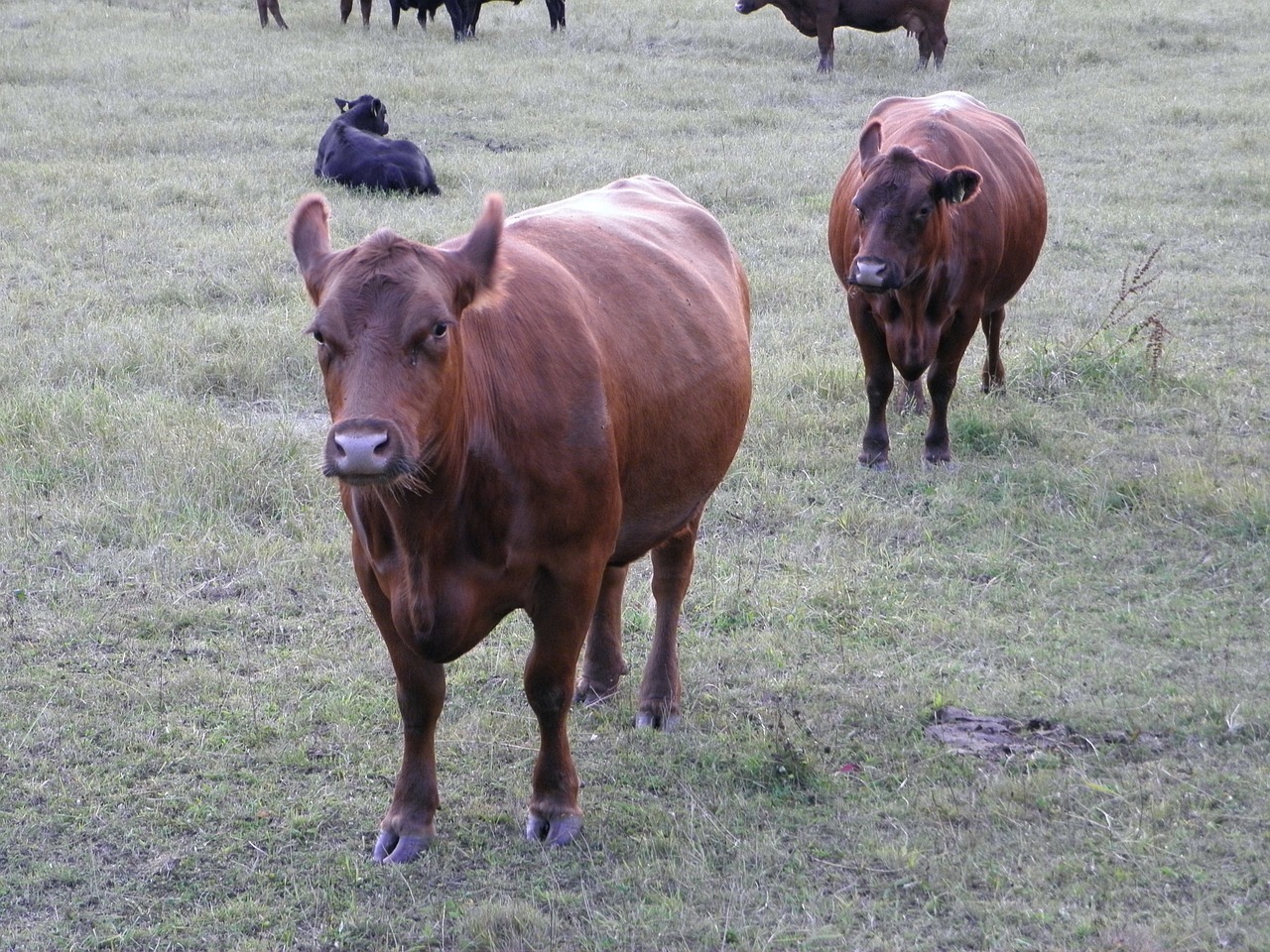 Karvė, Karvės, Gyvūnai, Pieno Karvė, Jautiena, Ūkis, Angus, Nemokamos Nuotraukos,  Nemokama Licenzija