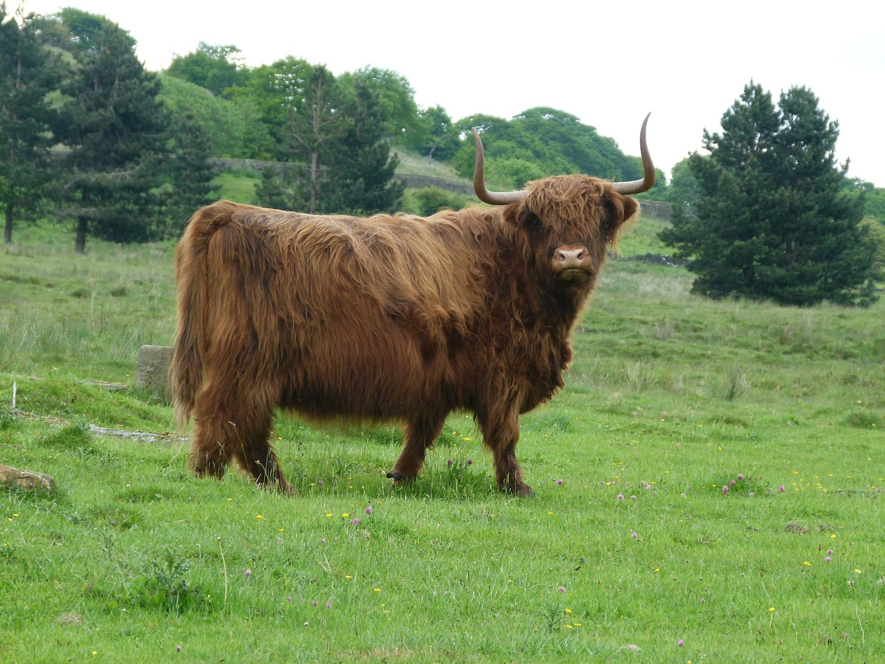 Karvė, Highland, Ragai, Galvijai, Bulius, Gyvūnas, Ūkis, Žinduolis, Vidaus, Lauke